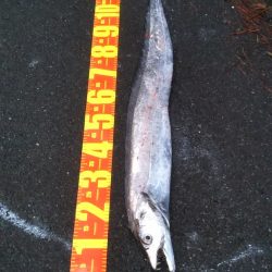 陸っぱりで超特大級ドラゴンをゲット！