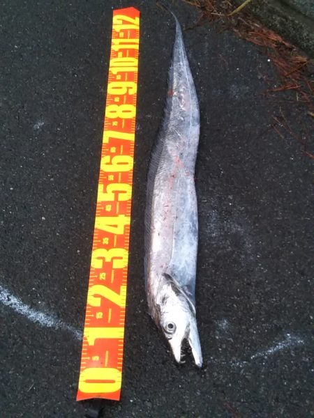 陸っぱりで超特大級ドラゴンをゲット！