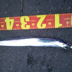 かなり渋めも……指3本を確保