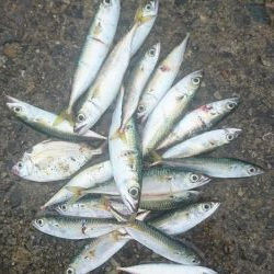 ﾌｧﾐﾘｰﾌｨｯｼﾝｸﾞ