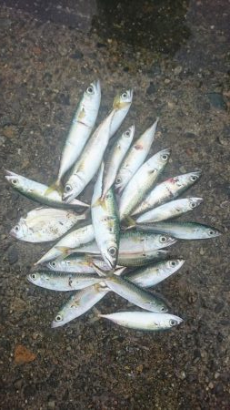 ﾌｧﾐﾘｰﾌｨｯｼﾝｸﾞ