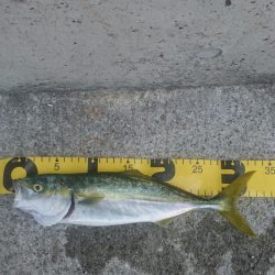 ｷｽ釣りからのﾂﾊﾞｽ