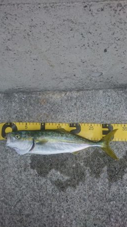 ｷｽ釣りからのﾂﾊﾞｽ