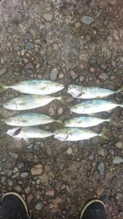 モジャッコ釣り