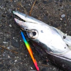 本日は時合い無し？？