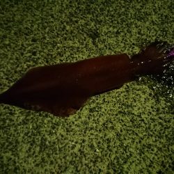 白イカエギング