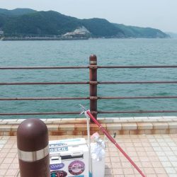 洲本周辺のキス情報