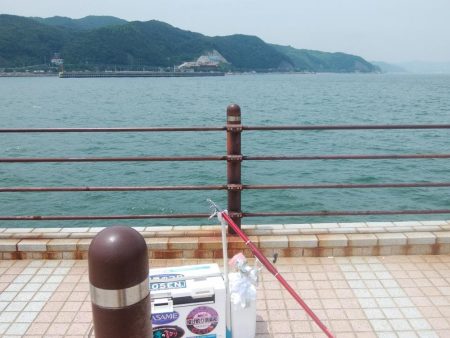 洲本周辺のキス情報