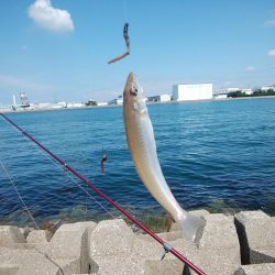 東二見西水道のキス情報