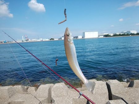 東二見西水道のキス情報
