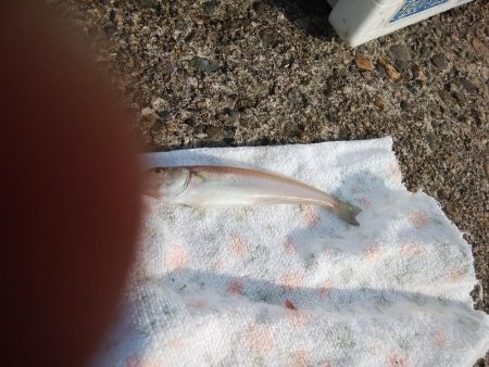 高砂港のキス情報