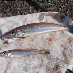 播磨新島のキス情報