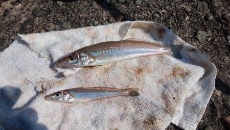 播磨新島のキス情報