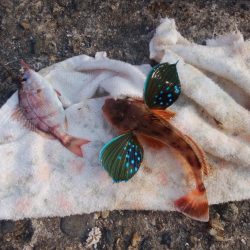 日ムラ激しい播磨新島のキス