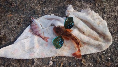 日ムラ激しい播磨新島のキス