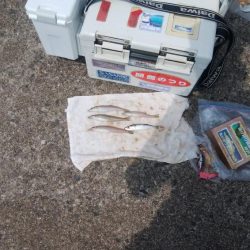 高砂港のキス情報