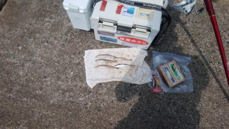 高砂港のキス情報