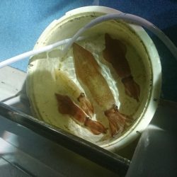 今年初のイカメタルへ❗