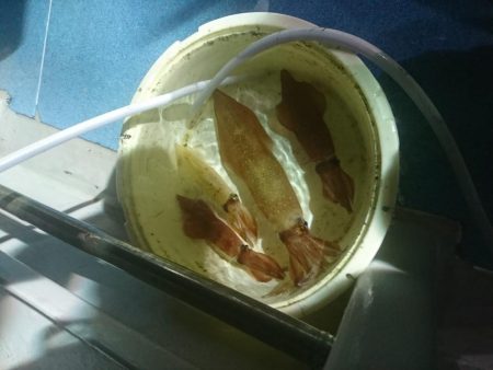 今年初のイカメタルへ❗