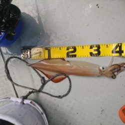 雨の中イカメタル