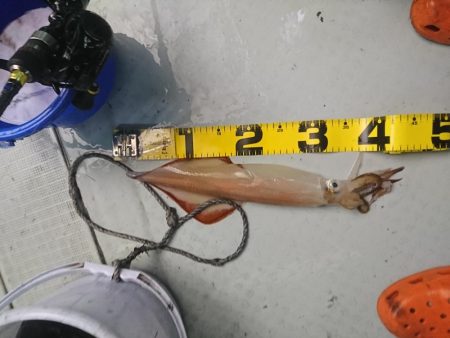 雨の中イカメタル