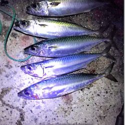 回遊が始まると13匹連続で釣れました。