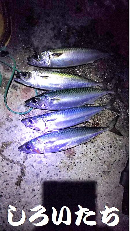 回遊が始まると13匹連続で釣れました。