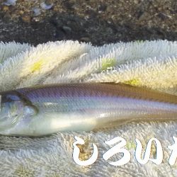 夕方のキス釣り。