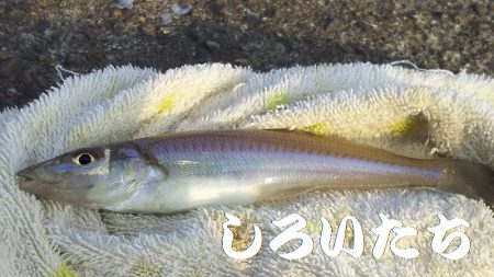 夕方のキス釣り。