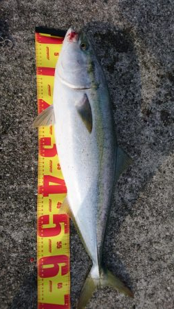 小サバノマセでメジロ70㎝、その他ツバス小サバなど