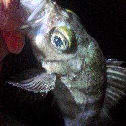 集中力を欠くと釣果に影響しますねぇ