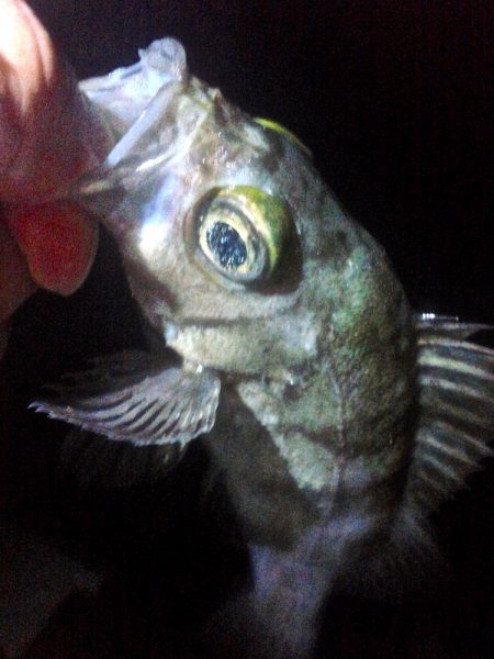 集中力を欠くと釣果に影響しますねぇ