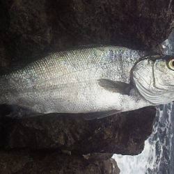 底カゴ釣りで多魚種ゲット