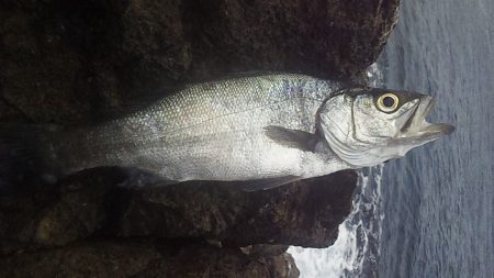 底カゴ釣りで多魚種ゲット