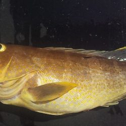 50UP届かず・・・?