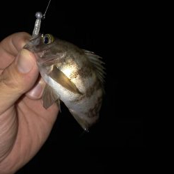 久しぶりのメバル、カサゴ