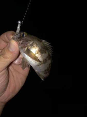 久しぶりのメバル、カサゴ