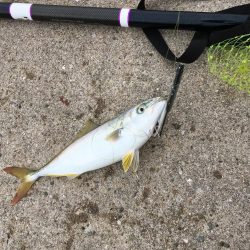 時合でわっしょい