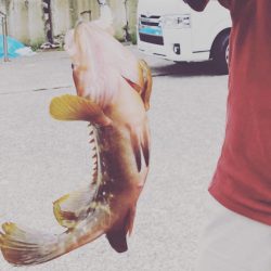 アジサビキのつもりが…