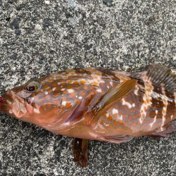 根魚釣り