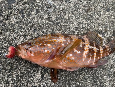 根魚釣り