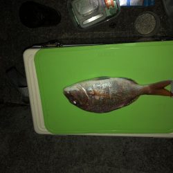 真夏の夜の投げ釣り