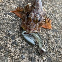 ロックフィッシュ