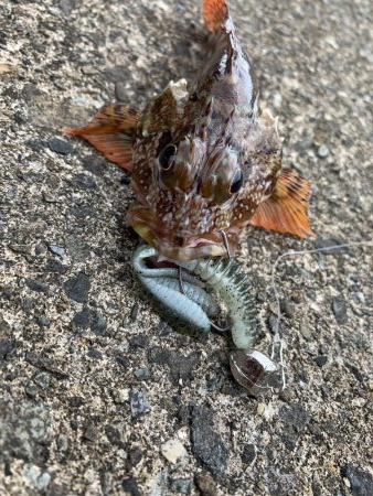 ロックフィッシュ