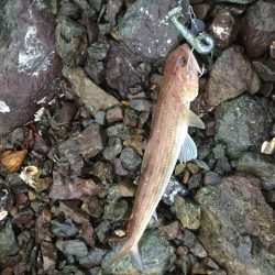 アコウが口から吐き出した物に蟻が集ってた