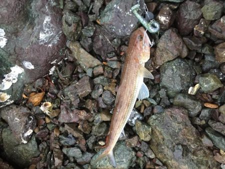 アコウが口から吐き出した物に蟻が集ってた