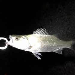 有田川シーバス