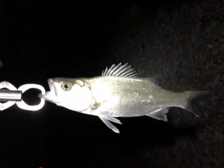 有田川シーバス