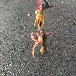 タコ釣り