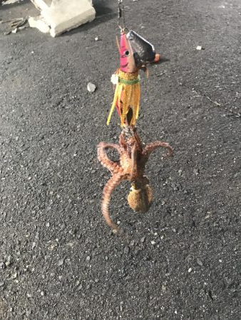 タコ釣り